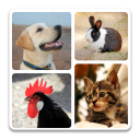 Animal Quiz – Guess Animal