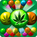 Bubblegum kush – raccoon rastaman on amnesia haze