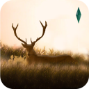 Elixir – Deer Running Game