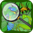 Hidden Insects