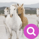 Purple – Find differences