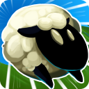 Sheep + Road = Danger