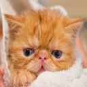 Sliding Puzzles Cute and Adorable Animals